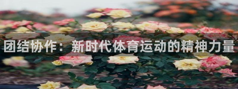 蚂蚁体育营销中心王鹏